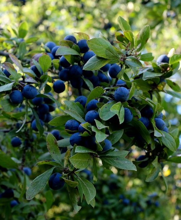 Things to make in Autumn: Sloe Gin