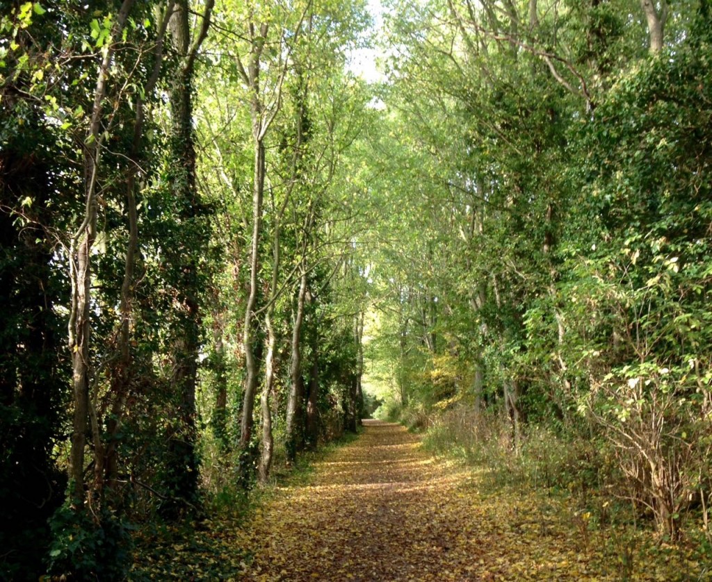 Autumn woodland walk
