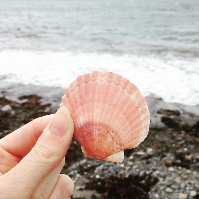 Shell on Castletown beach