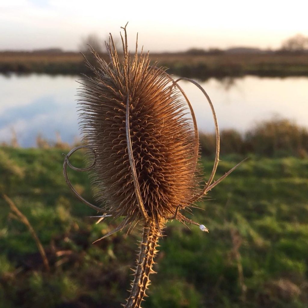 #OnePerfectThing in December: Teasel
