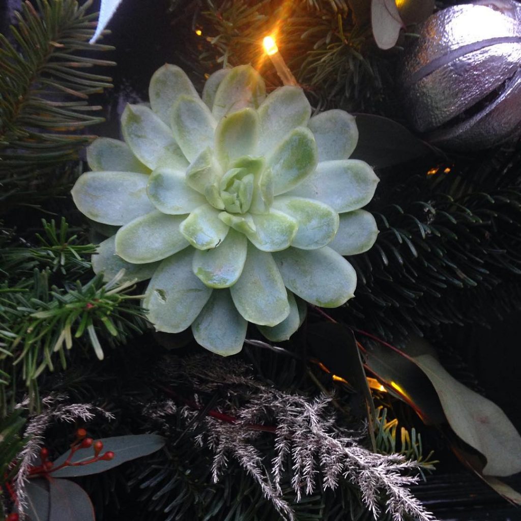 Succulent on a Christmas wreath