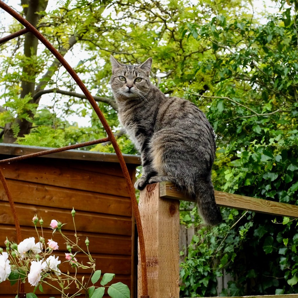 Cat on a fence post