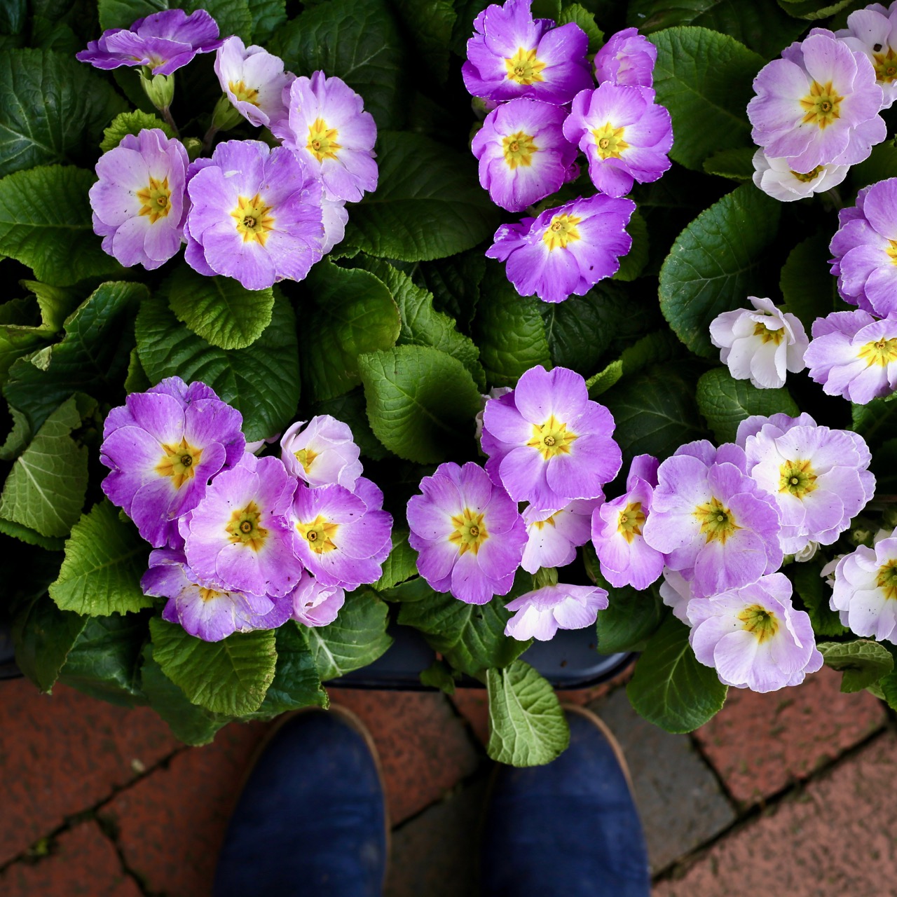 Purple spring blooms